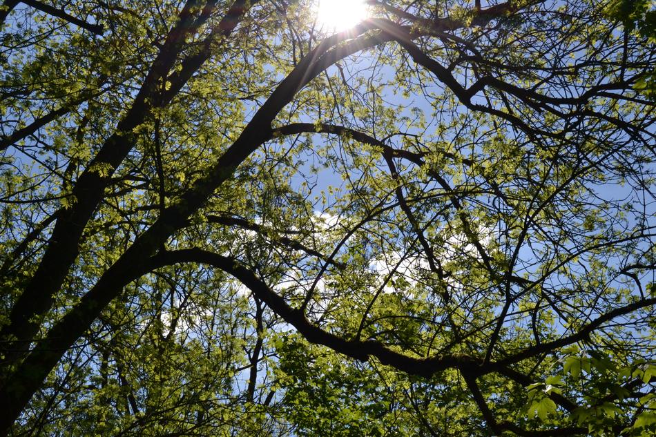 Tree Wood Nature
