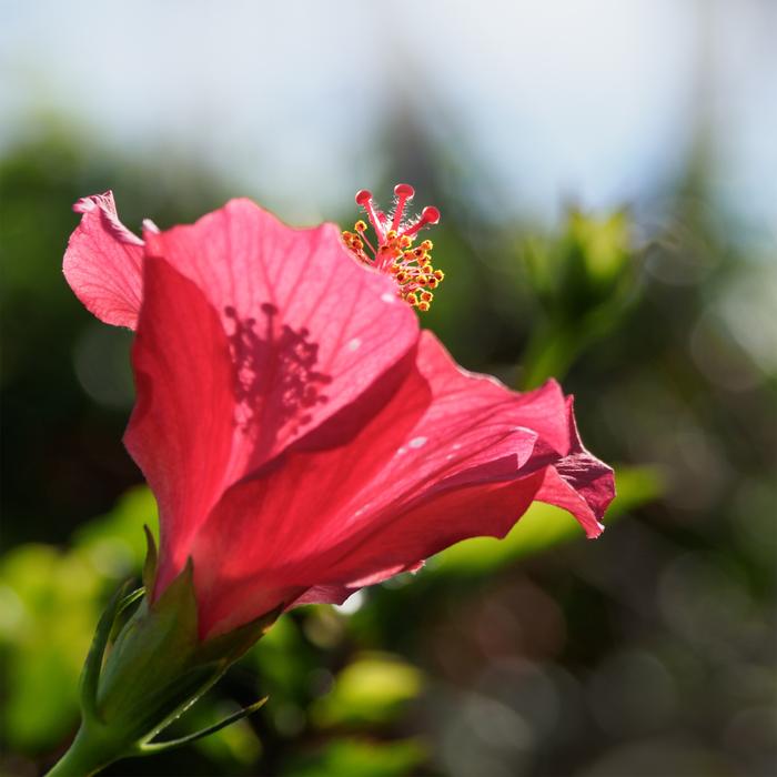 Hybiscus Flower Hibiscus