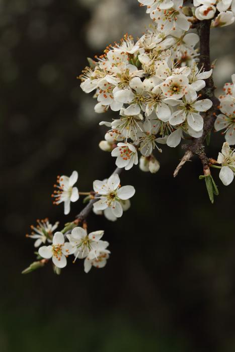 white beautiful flowers on the background of nature