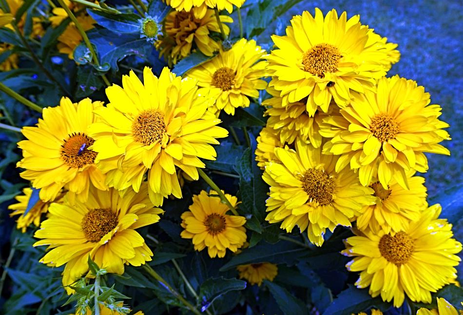 yellow flowers on blue background landscape