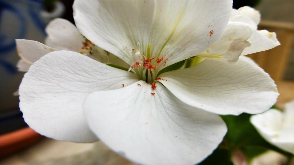 Flower Nature Plant