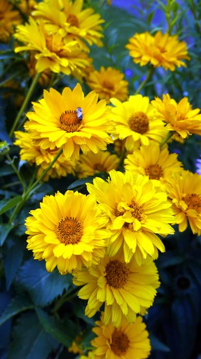 Coneflower Flower Blossom