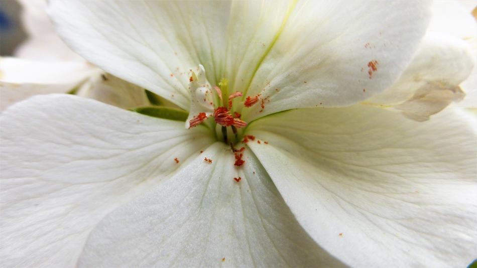 Flower Nature Garden