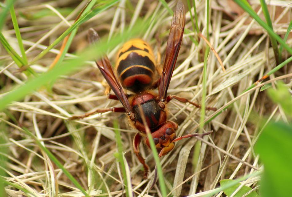 Hornet Insect Winged