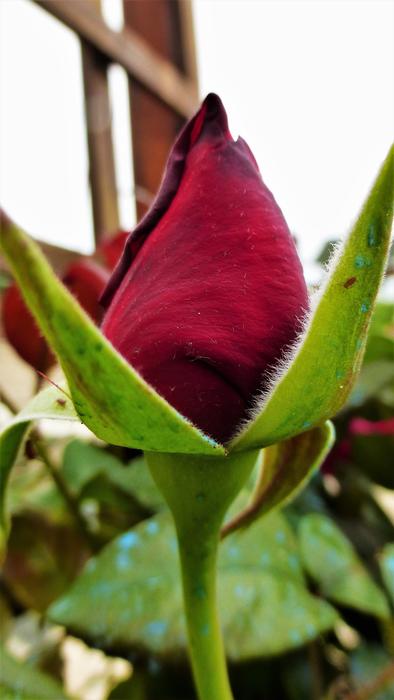 Flower Nature Plant