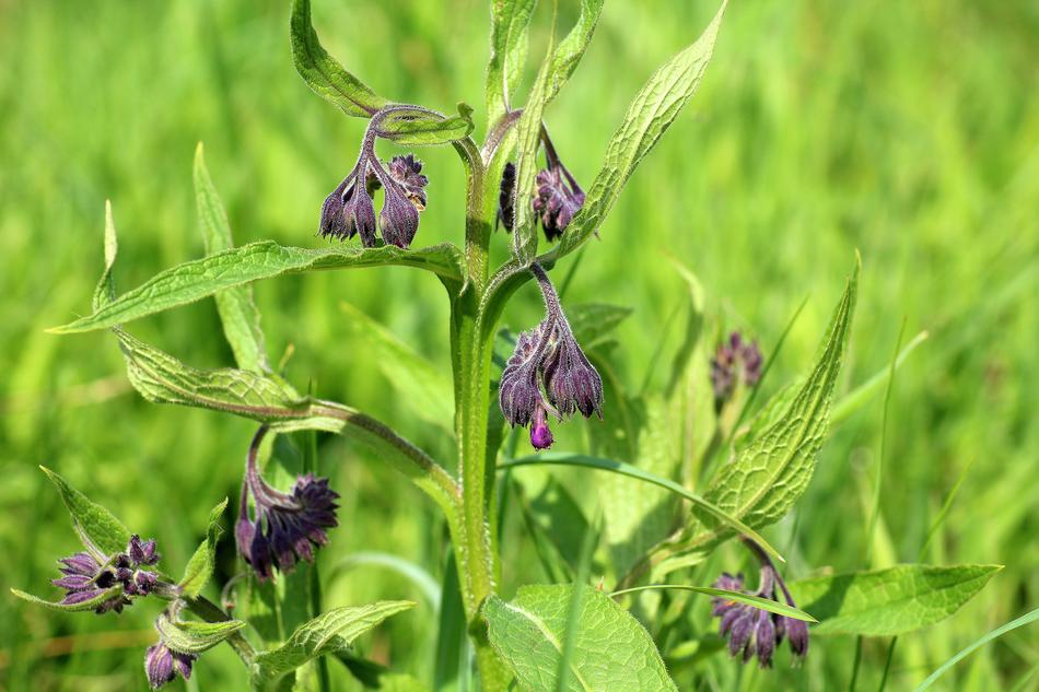 Flower Meadow macro blur