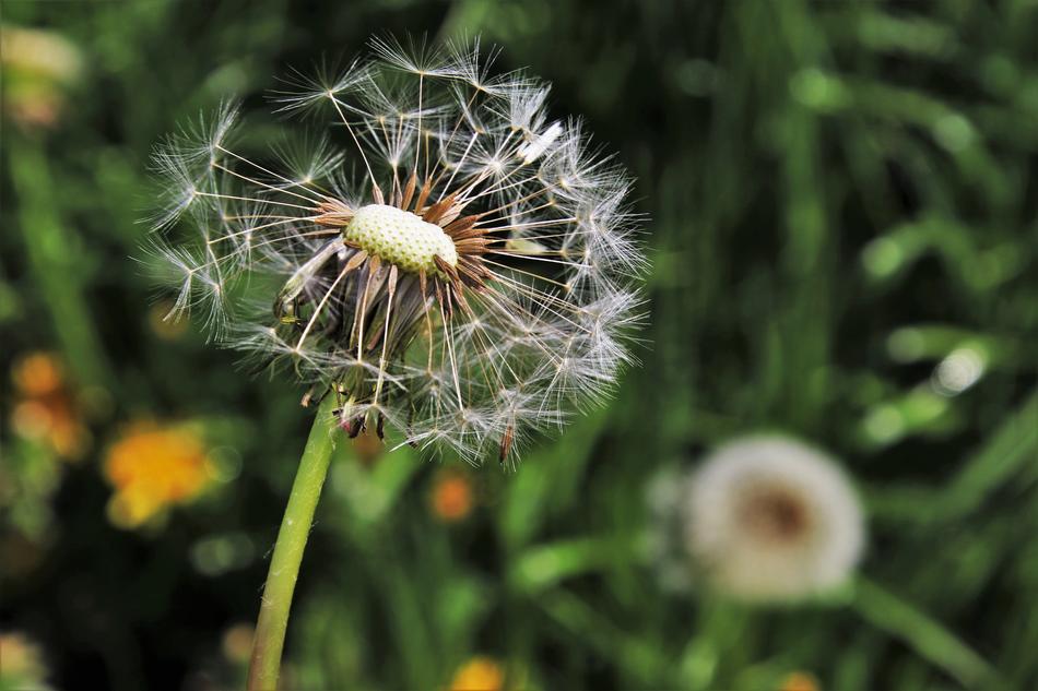 Dandelion Spring Nature