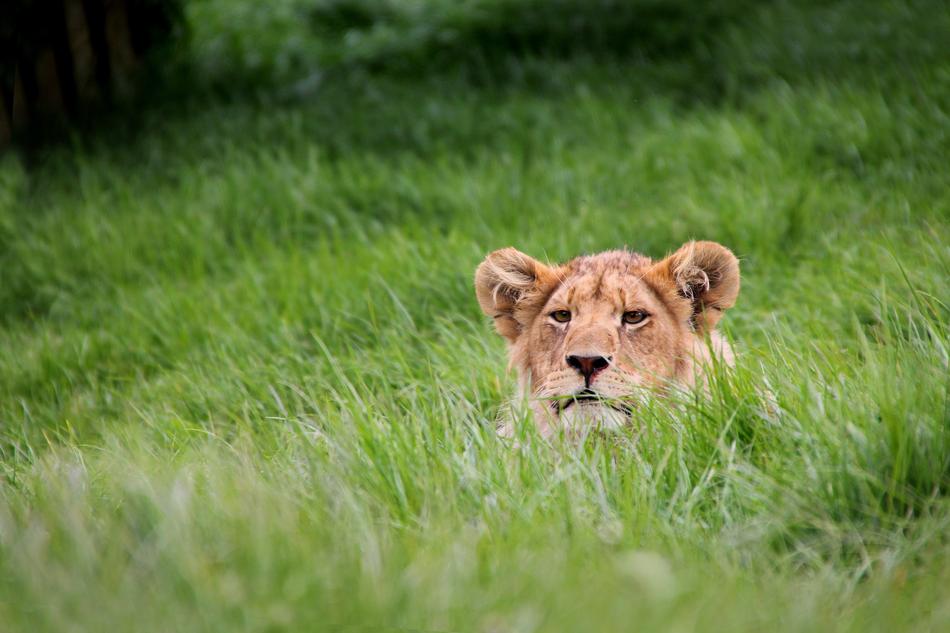 Lion cub rests in Grass, Wildlife