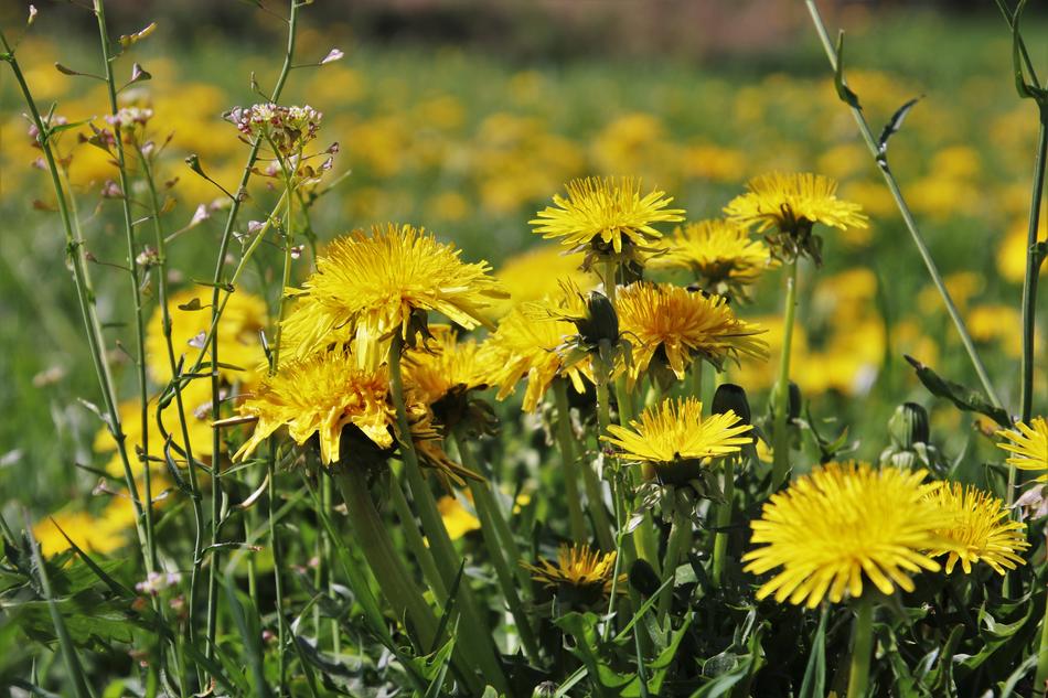 Spring Nature Plant
