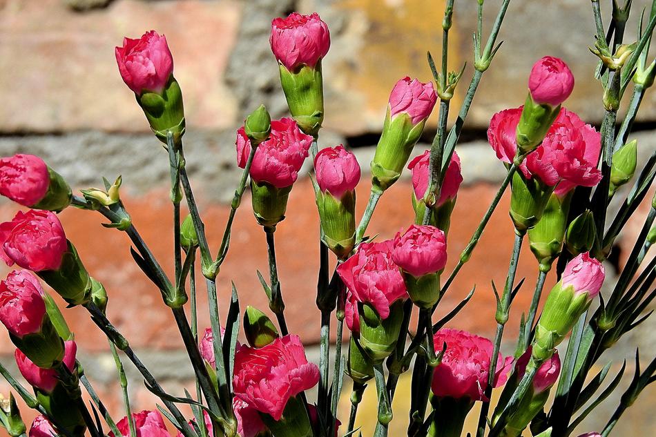 Nature Flower Plant