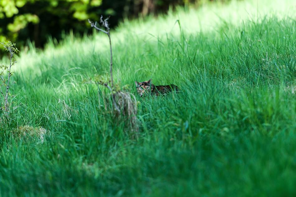 Grass Nature Meadow