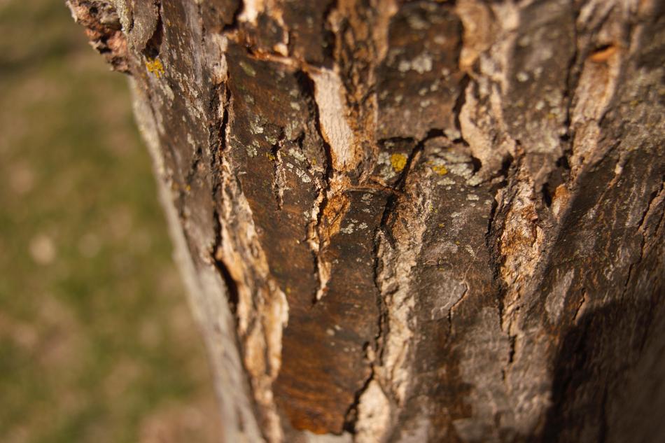Nature Bark Tree