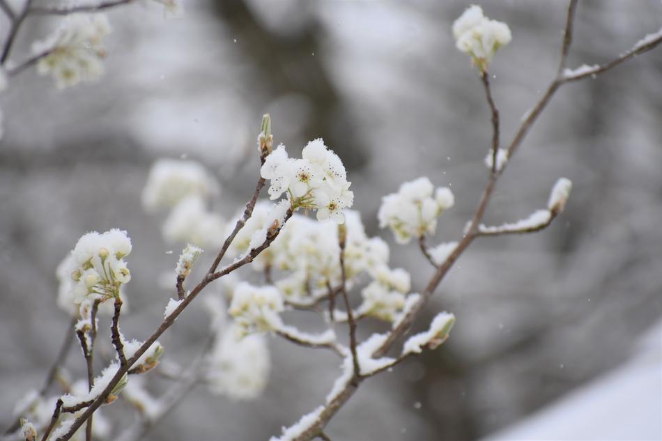 Branch Tree Flower