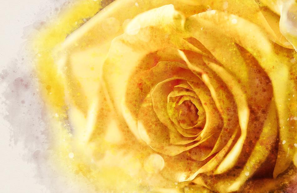 Rose Flower Anniversary