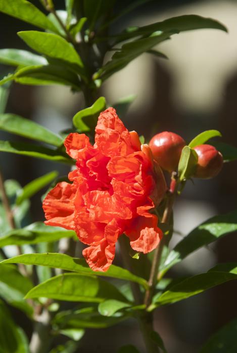 Nature Garden Flower