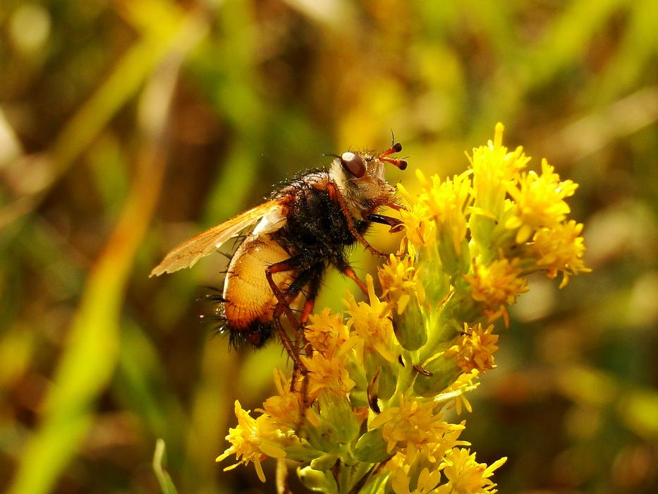Nature Insect macro blur garden