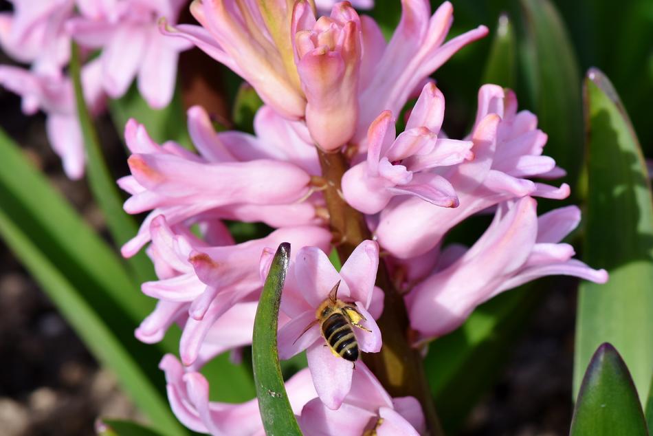 Hyacinth Flowers Spring Flower