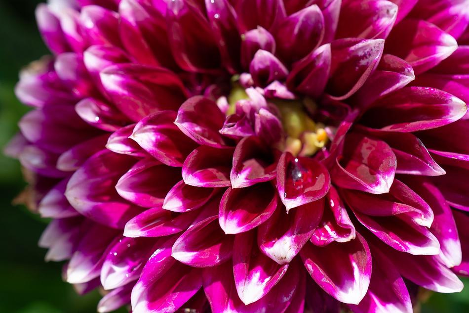 Dahlia Blossom Bloom