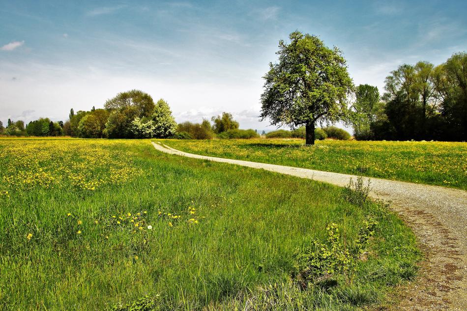 Spring Way The Beasts Of Field