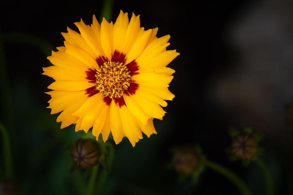 Flower Yellow