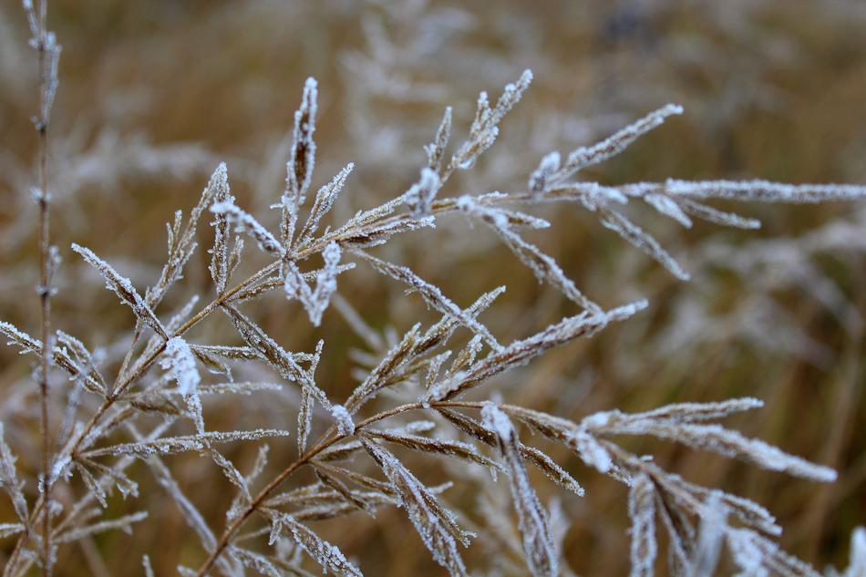 Grass Dry Frost