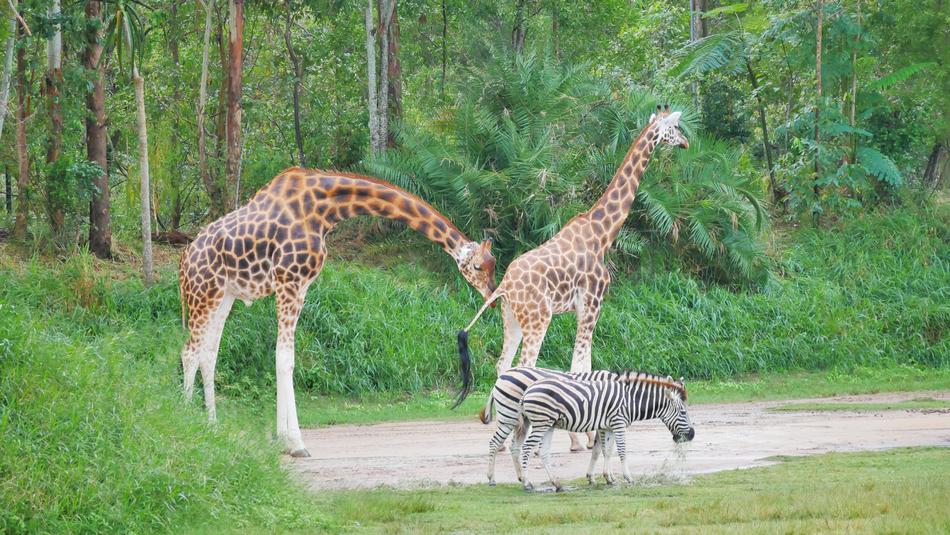 Nature Wildlife Giraffe