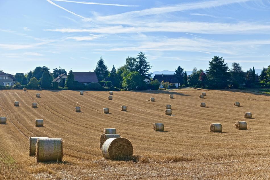 Harvest Bales Hay