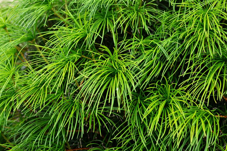 Japanese Umbrella Pine Fir Tree