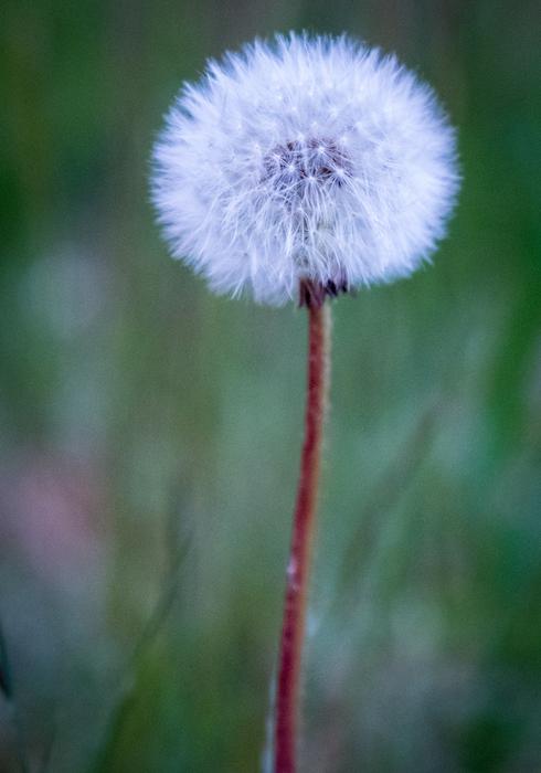 Nature Flower Plant