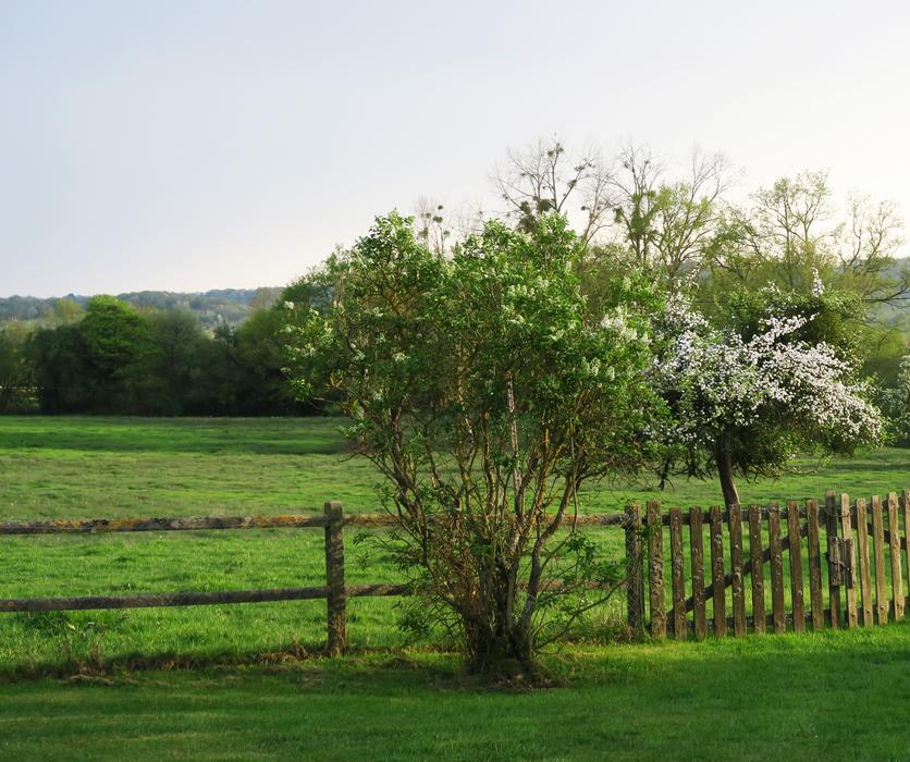Tree Nature Landscape