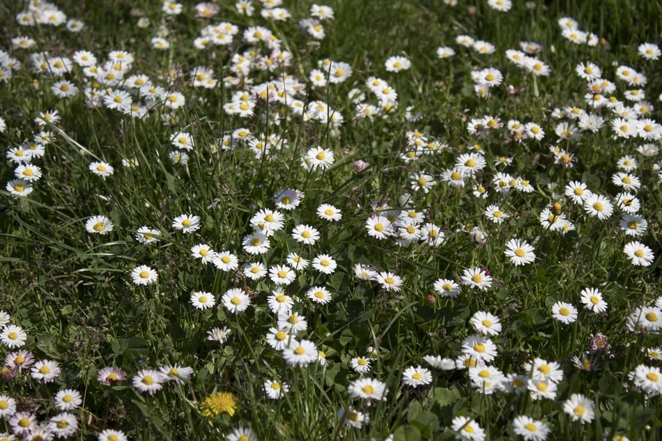 Flower Plant Nature