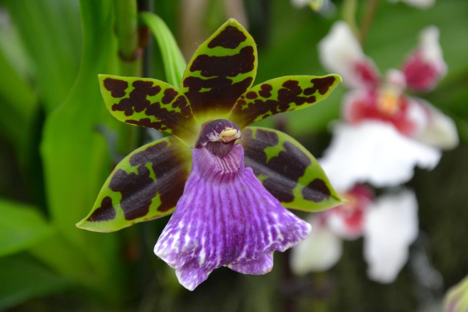Flower Nature Plant