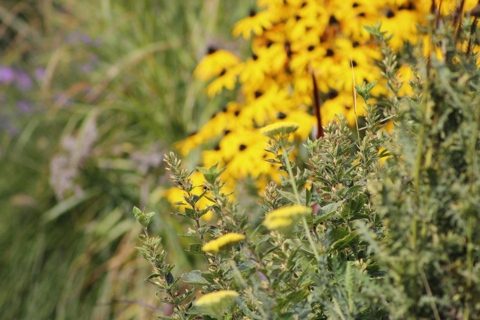 Nature Plant Flower