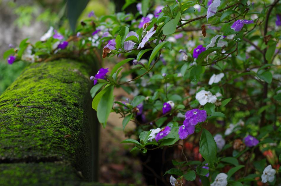 Flower Plant Nature