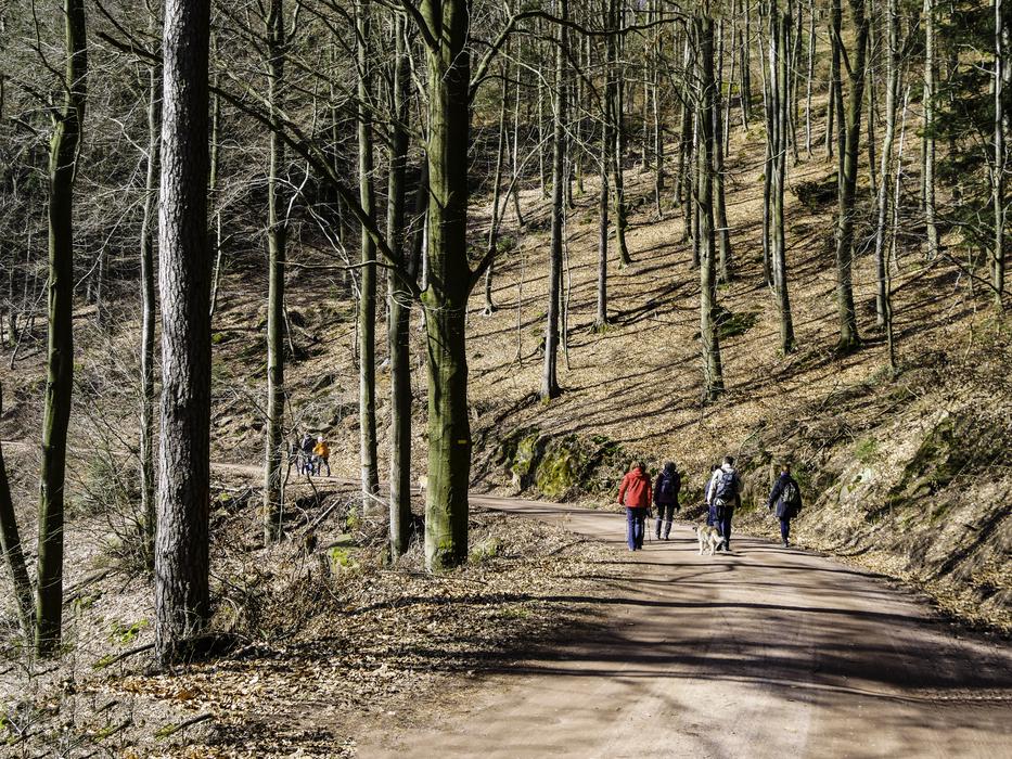 forest walkers tourism