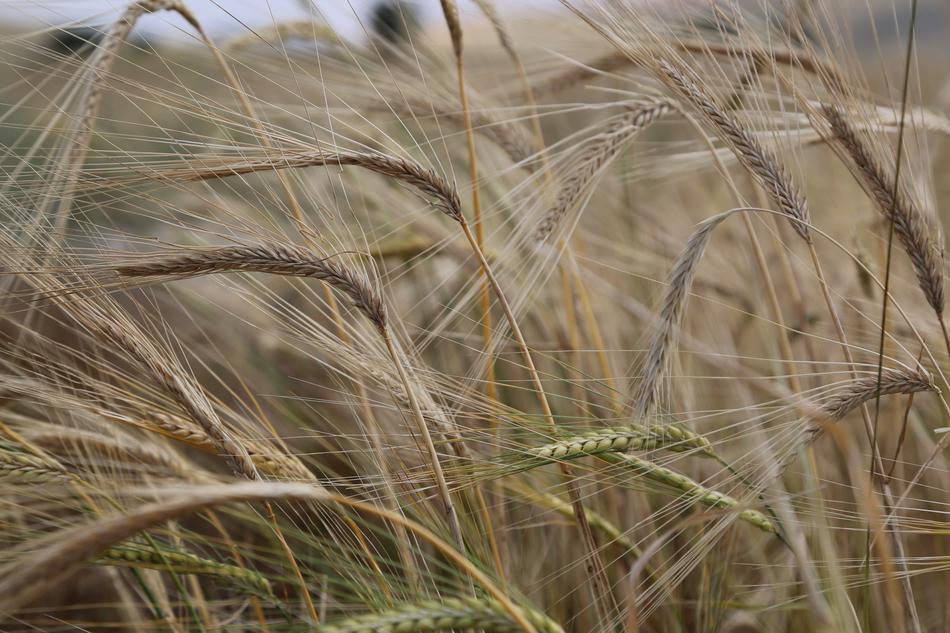 Wheat Spike Grain