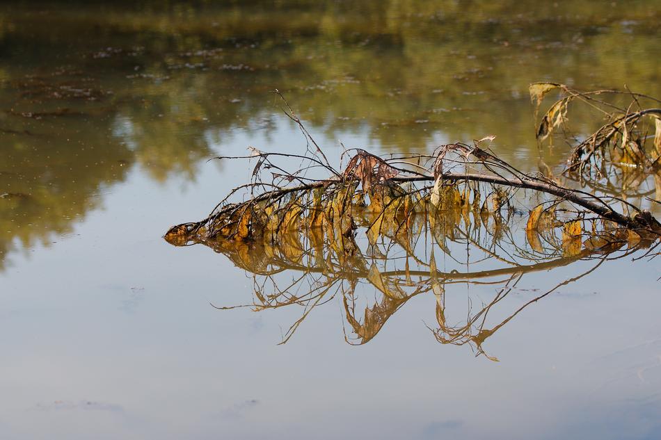 a dry branch in the water