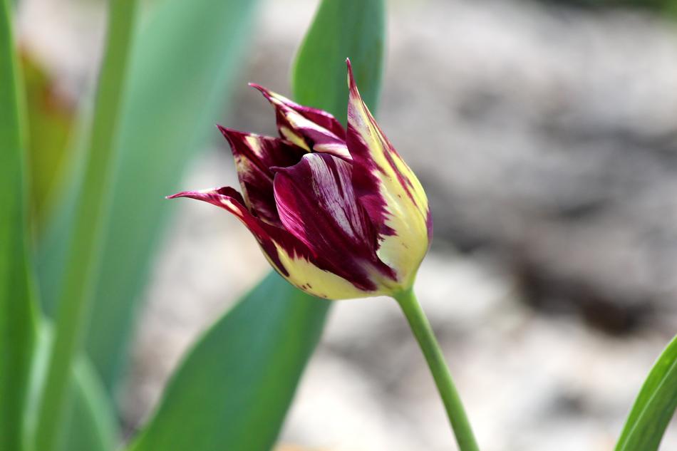 Tulip Nature Plant