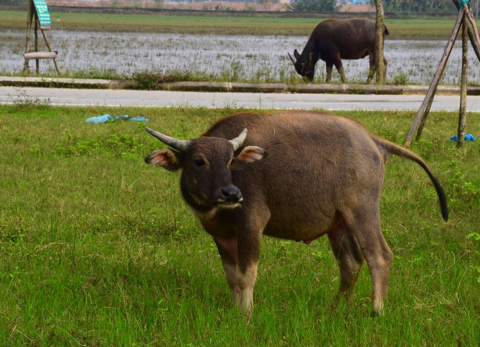 a herd of cows in a green field