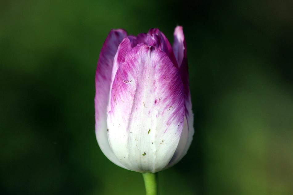 Tulip Flower Nature
