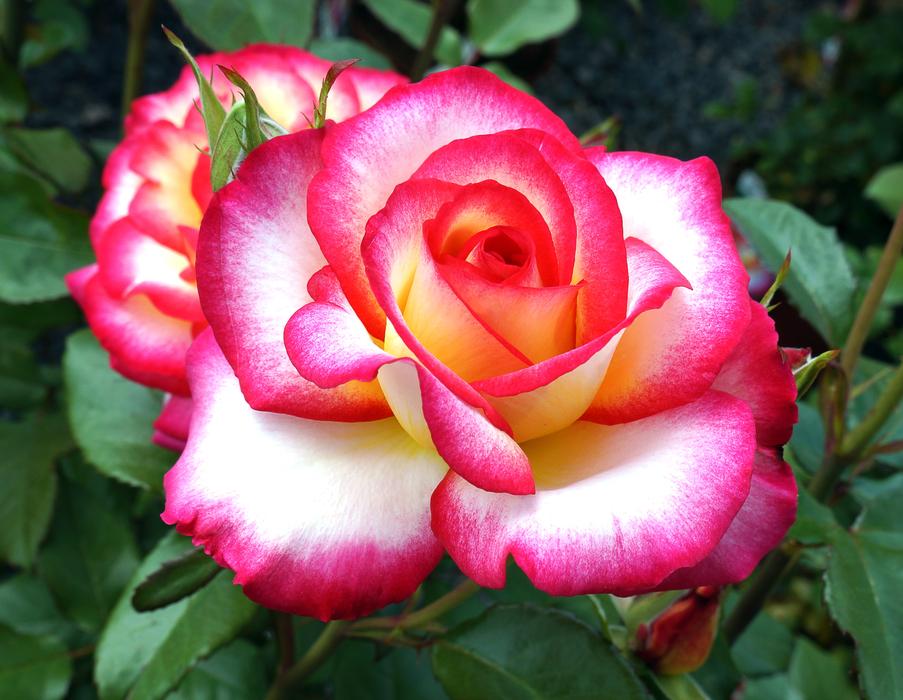 Pink Nature Garden
