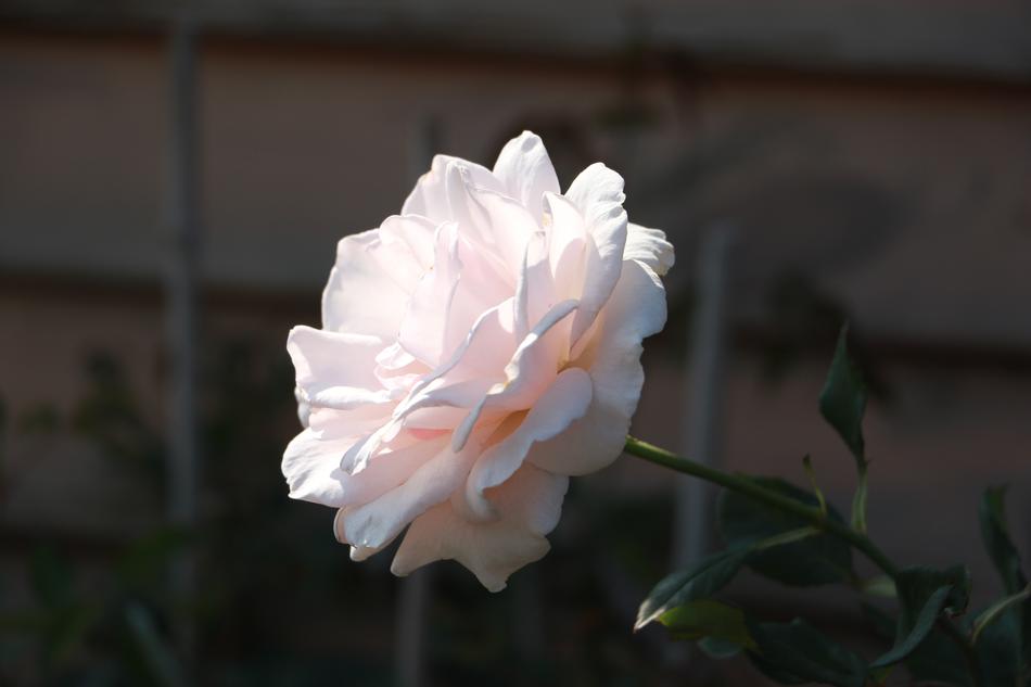 Flower Nature Plant