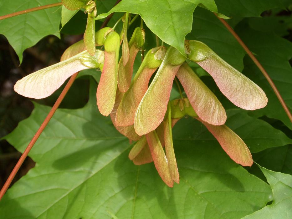 Maple Leaf Plant