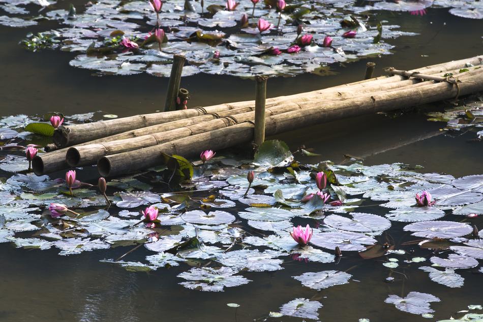 Lily Bridge Ao