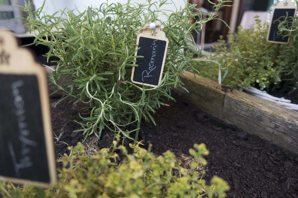 Rosemary Plant Nature
