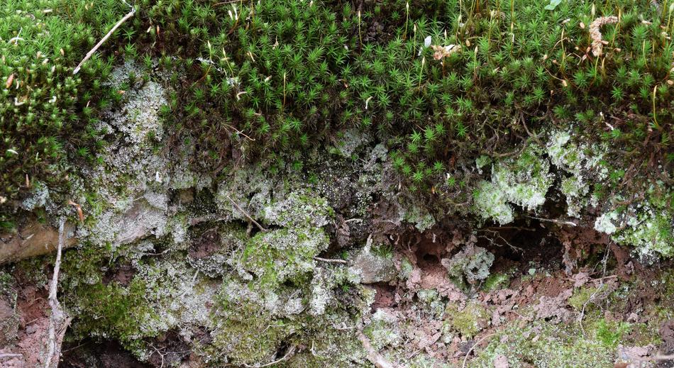 Moss Forest Area
