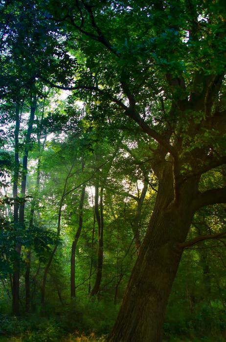 Dawn Sunbeam Forest