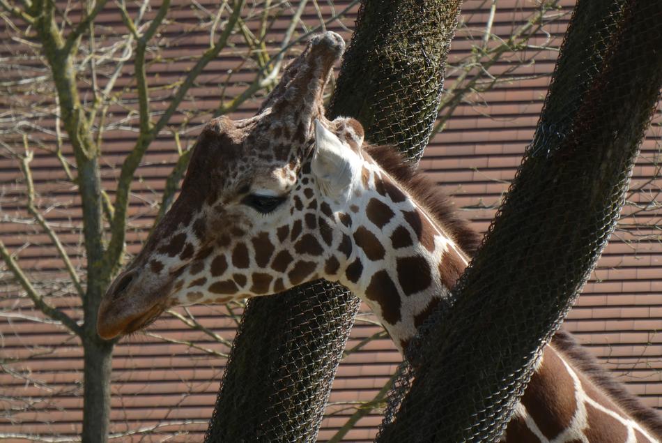 Giraffe Zoo Blijdorp