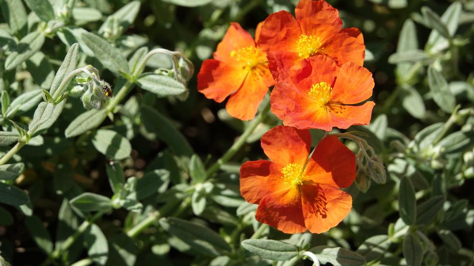 Garden Nature Plant