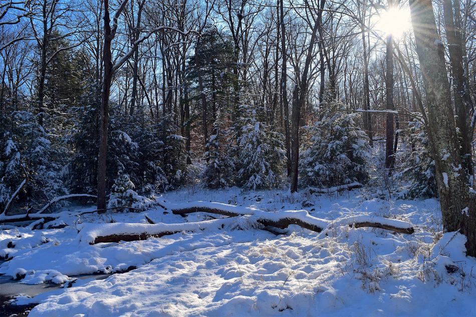Winter Snow Forest